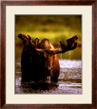 Bull Moose by John Pezzenti Jr Pricing Limited Edition Print image