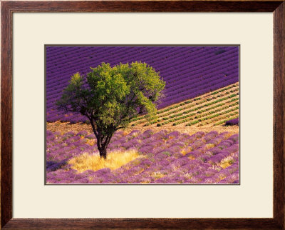 Provence Scene by Alain Christof Pricing Limited Edition Print image