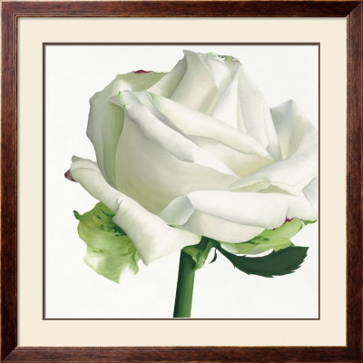 White Rose I by Stephanie Andrew Pricing Limited Edition Print image