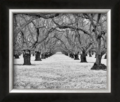Old Walnut Orchard by Dennis Frates Pricing Limited Edition Print image