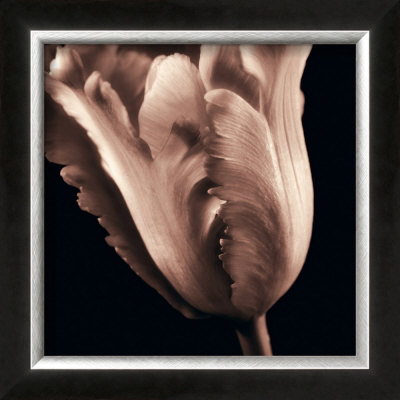 Parrot Tulip Blush by Julie Greenwood Pricing Limited Edition Print image