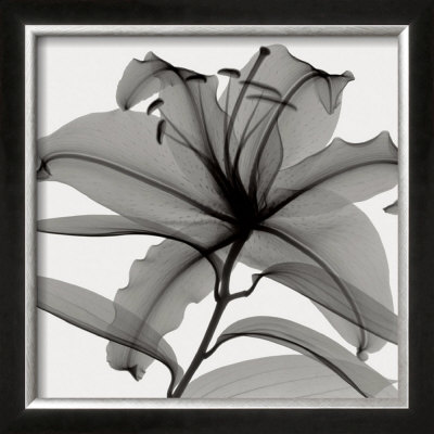Lily Ii by Don Dudenbostel Pricing Limited Edition Print image