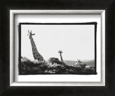 Long Necks I by Micheal Cole Pricing Limited Edition Print image