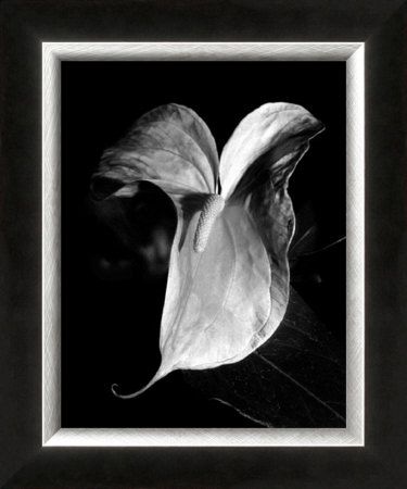Anthurium by Harold Silverman Pricing Limited Edition Print image