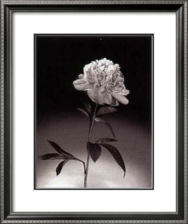 Peonies by Dick & Diane Stefanich Pricing Limited Edition Print image
