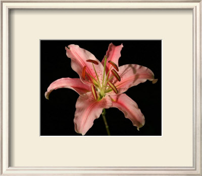 Dream Lilies Iv by Renee Stramel Pricing Limited Edition Print image