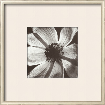 Anemone I by Graeme Harris Pricing Limited Edition Print image