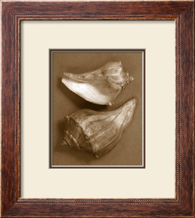 Sensual Shells I by Renee Stramel Pricing Limited Edition Print image