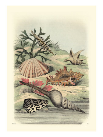Shell Composition Iii by Vision Studio Pricing Limited Edition Print image