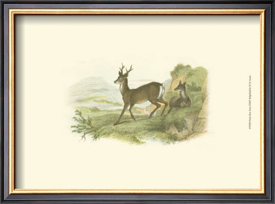 Petite Row Deer by W.H. Lizars Pricing Limited Edition Print image