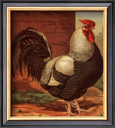 Rose-Combed Dorking Cock by Cassell's Poultry Book Pricing Limited Edition Print image