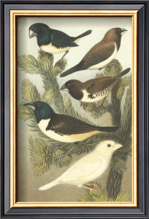 Petite Songbirds Iv by Cassel Pricing Limited Edition Print image