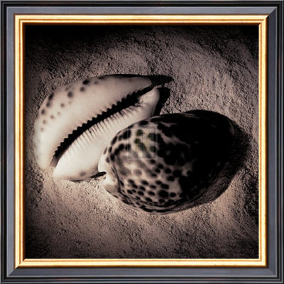 Cowrie by Laurel Wade Pricing Limited Edition Print image