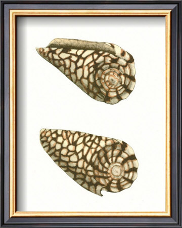 Marbled Cone Shells by George Shaw Pricing Limited Edition Print image