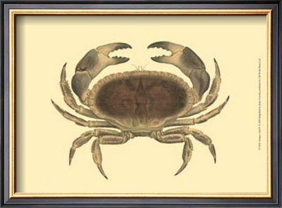 Antique Crab Iv by James Sowerby Pricing Limited Edition Print image