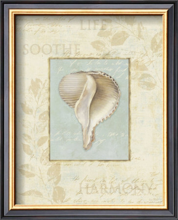 Soothing Words Shells Iv by Lisa Audit Pricing Limited Edition Print image