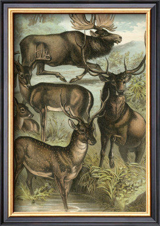 Deer And Elk by Henry J. Johnson Pricing Limited Edition Print image