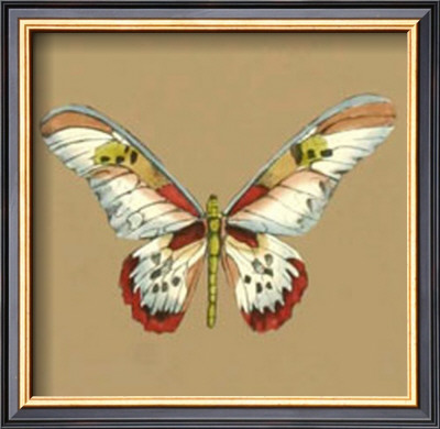 Solitary Butterfly Ii by Jennifer Goldberger Pricing Limited Edition Print image