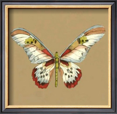 Solitary Butterfly Ii by Jennifer Goldberger Pricing Limited Edition Print image
