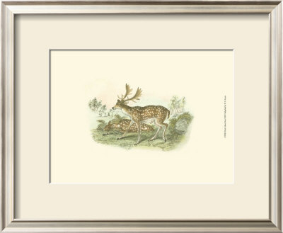 Petite Fallow Deer by W.H. Lizars Pricing Limited Edition Print image