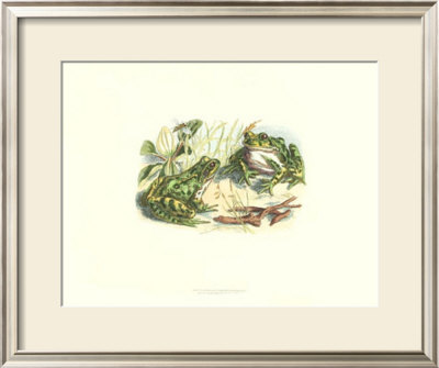 Pair Of Frogs Ii by J. W. Wood Pricing Limited Edition Print image