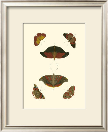 Cramer Butterfly Study Iii by Pieter Cramer Pricing Limited Edition Print image