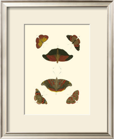 Cramer Butterfly Study Iii by Pieter Cramer Pricing Limited Edition Print image