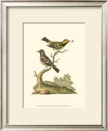 Petite Bird Study Ii by George Edwards Pricing Limited Edition Print image