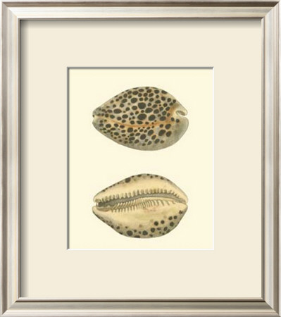 Leopard Cowry Shells by George Shaw Pricing Limited Edition Print image