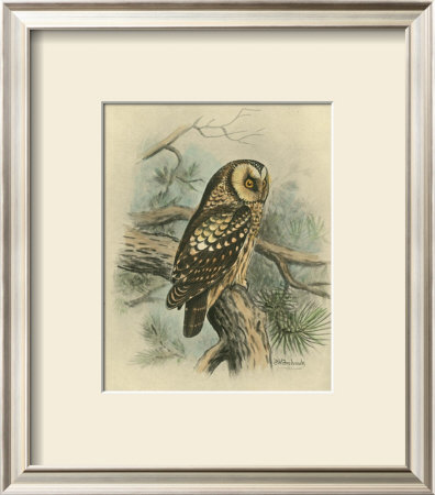 Tengmalm's Owl by F.W. Frohawk Pricing Limited Edition Print image
