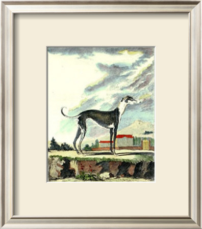 Greyhound by Georges-Louis Buffon Pricing Limited Edition Print image