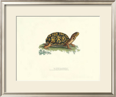 Tortoise by George Shaw Pricing Limited Edition Print image