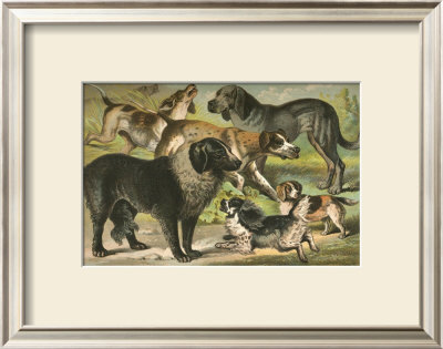Dog Breeds Iii by Henry J. Johnson Pricing Limited Edition Print image