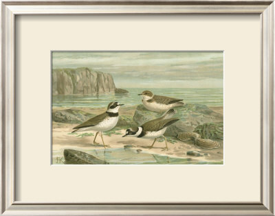 Shore Gathering Vi by Franz Eugen Kohler Pricing Limited Edition Print image