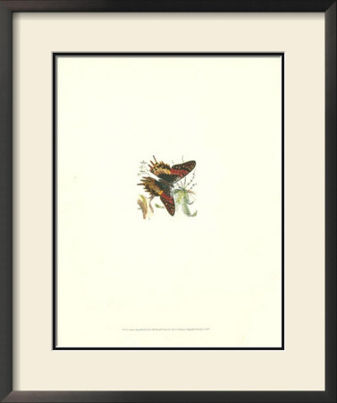 Urania Butterfly by William Henry Pearson Pricing Limited Edition Print image