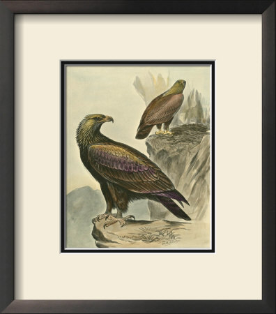 Golden Eagle by F.W. Frohawk Pricing Limited Edition Print image