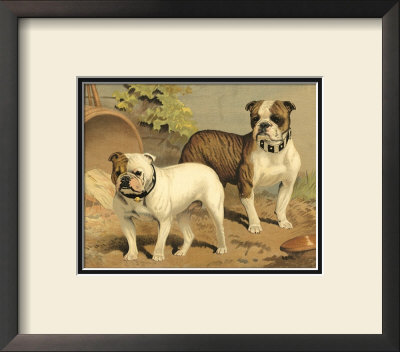 Bull Dogs by Vero Shaw Pricing Limited Edition Print image