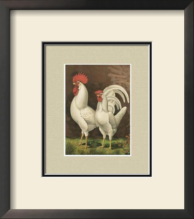 Roosters With Mat Vi by Cassell's Poultry Book Pricing Limited Edition Print image