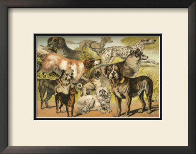 Dog Breeds Ii by Henry J. Johnson Pricing Limited Edition Print image