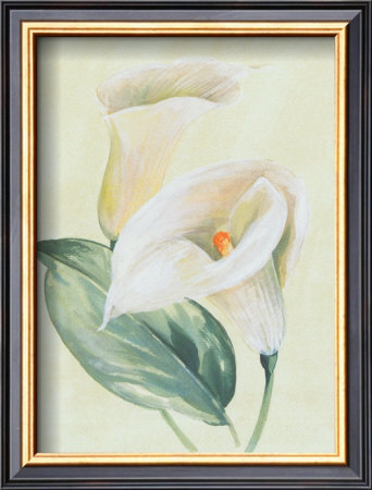 Calla Lily I by Paul Hargittai Pricing Limited Edition Print image