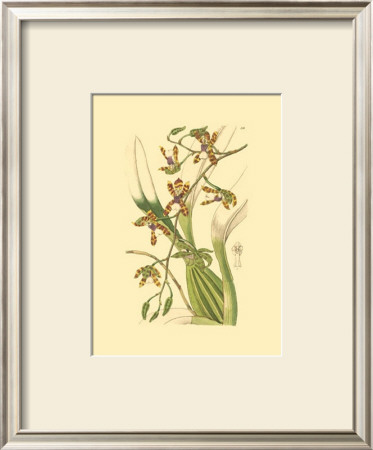 Orchids Iii by Ridgeway Pricing Limited Edition Print image