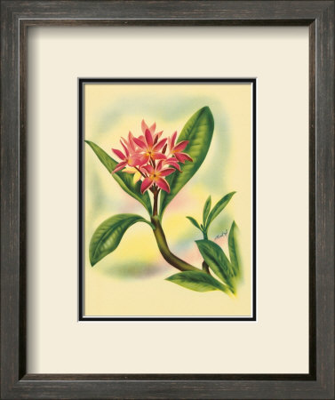 Plumeria by Ted Mundorff Pricing Limited Edition Print image