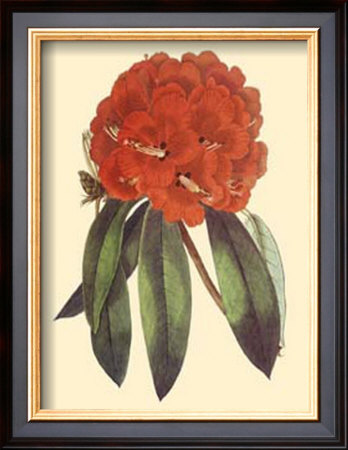 Refreshing Rhododendron by Rafael Landea Pricing Limited Edition Print image