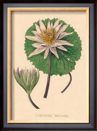 Nymphea Versicolo by C. Van Geel Pricing Limited Edition Print image