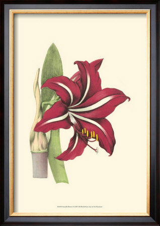 Amaryllis Blooms I by Van Houtteano Pricing Limited Edition Print image