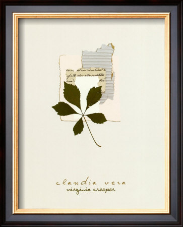 Virginia Creeper by Claudia Vera Pricing Limited Edition Print image