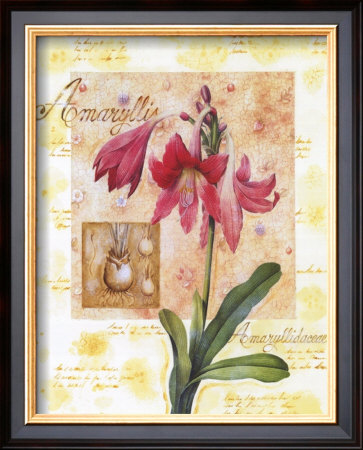 Amaryllis I by G.P. Mepas Pricing Limited Edition Print image