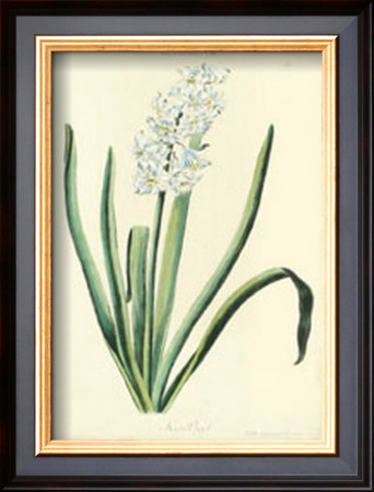 Hyacinthus Vii by Christoph Jacob Trew Pricing Limited Edition Print image