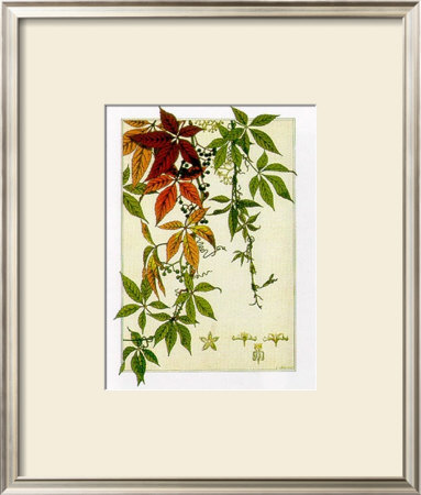 Hedera by M. P. Verneuil Pricing Limited Edition Print image
