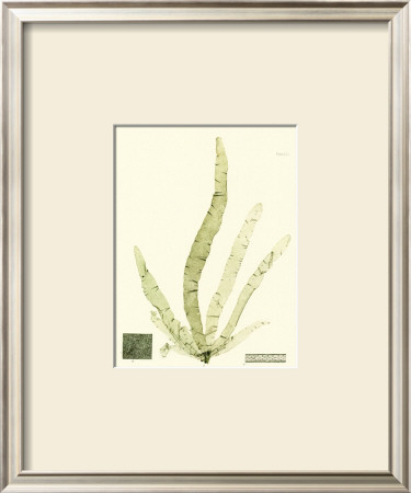 Seaweed Ii by Henry Bradbury Pricing Limited Edition Print image